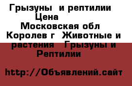 Грызуны  и рептилии › Цена ­ 1 500 - Московская обл., Королев г. Животные и растения » Грызуны и Рептилии   